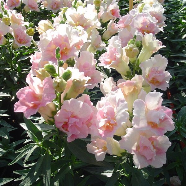 Antirrhinum Twinny Appleblossom F1 King's Pack Flower Seeds