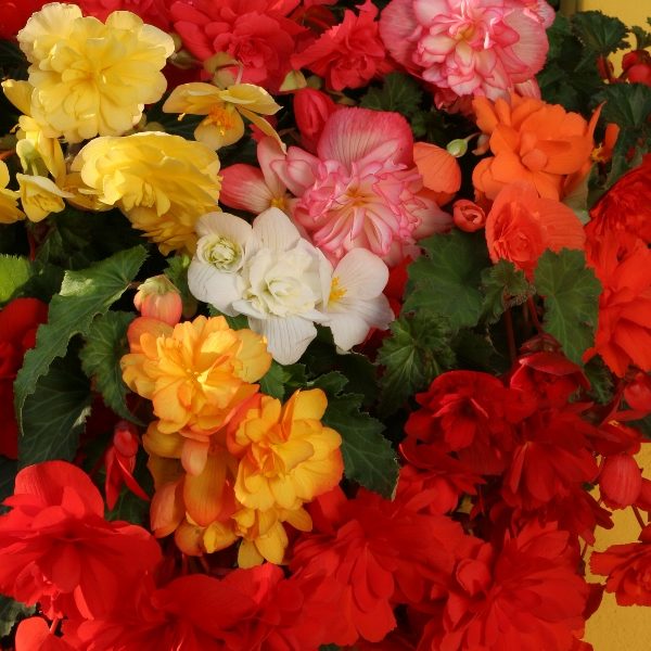 Begonia Tuberhybrida Chanson Mixed F1 Kings Pack Flower Seeds