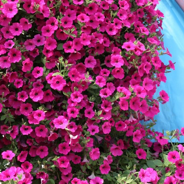 Trailing Petunia Purple Velvet F1 Kings Quality Pack Flower Seeds