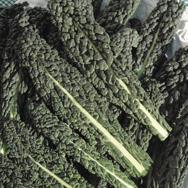 Kale Borecole 'Nero Di Toscana' (Black Russian) Kings Pack Vegetable Seeds