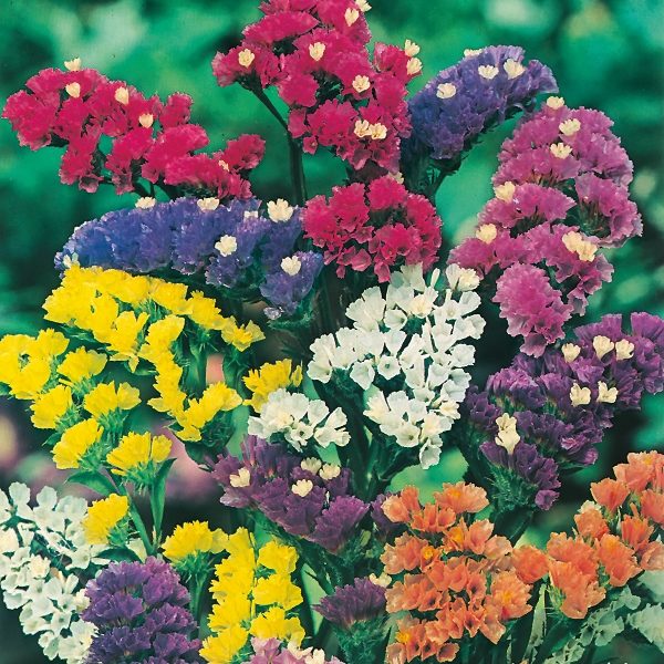 Statice 'Art Shades Mixed' Pack King's Quality Seeds