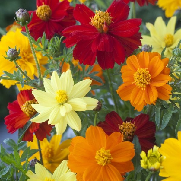 Cosmos Sulphureus 'Brightness Mixed' Pack King's Seeds