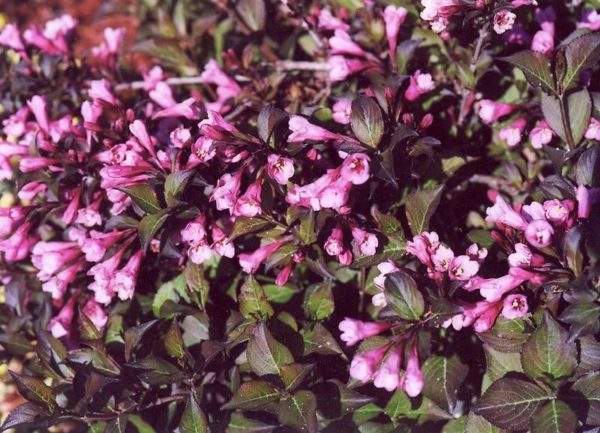 Weigela 'Nana Purpurea' Hardy Shrub XXL Supersize Plug Plants Pack x3