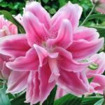 Double Flowering Lillium Lily ''Sweet Rosy'' WPC Prins Quality Bulbs/Tubers Pack x3