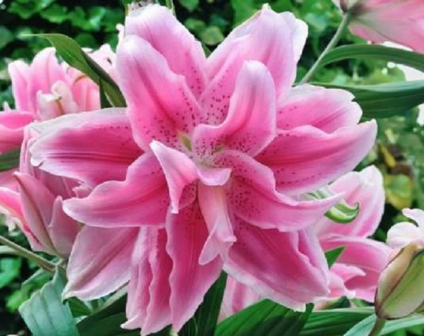 Double Flowering Lillium Lily ''Sweet Rosy'' WPC Prins Quality Bulbs/Tubers Pack x3