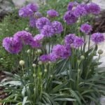 Armeria Pseudarmeria 'Ballerina Lilac' Perennial Garden Plug Plants Pack x6