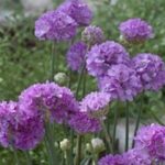 Armeria Pseudarmeria 'Ballerina Lilac' Perennial Garden Plug Plants Pack x6