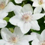 Clematis 'Mrs George Jackman' Climbing Shrub XXL Supersize Plug Plants Pack x3
