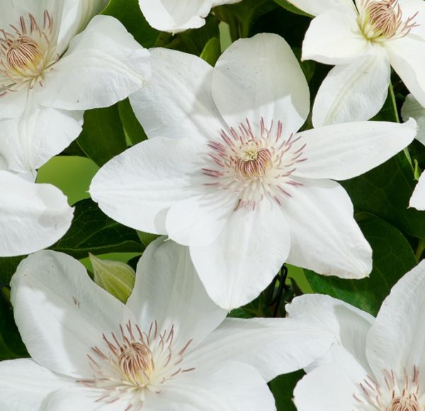 Clematis 'Mrs George Jackman' Climbing Shrub XXL Supersize Plug Plants Pack x3