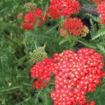 Achillea Millefolium 'Paprika' Perennial XXL Supersize Plug Plants Pack x3