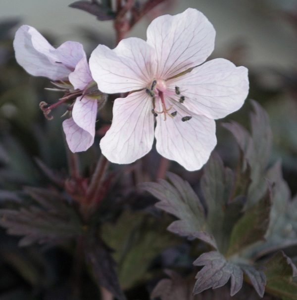 Hardy Geranium Pratense Purple Midnight Ghost' Perennial XXL Plug Plants Pack x3