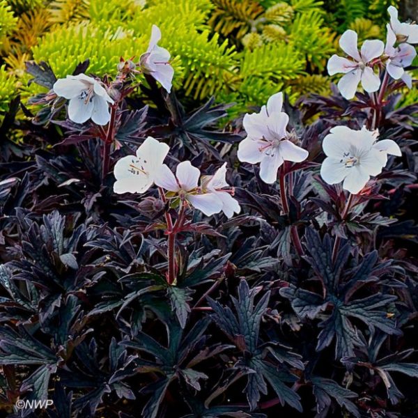 Hardy Geranium Pratense Purple Midnight Ghost' Perennial XXL Plug Plants Pack x3