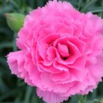 Dianthus 'Valda Wyatt' Pinks Perennial Garden Plug Plants Pack x6