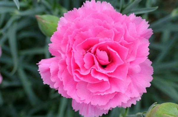 Dianthus 'Valda Wyatt' Pinks Perennial Garden Plug Plants Pack x6