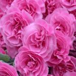 Dianthus 'Valda Wyatt' Pinks Perennial Garden Plug Plants Pack x6