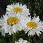 Leucanthemum Superbum 'Crazy Daisy' Perennial Garden Plug Plants Pack x6