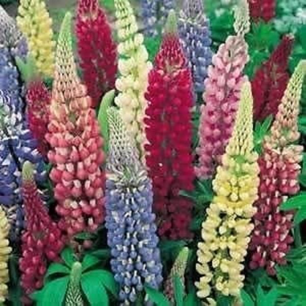 Lupin Russell Hybrids Mixed Perennial LARGE Garden Plug Plants Pack x6