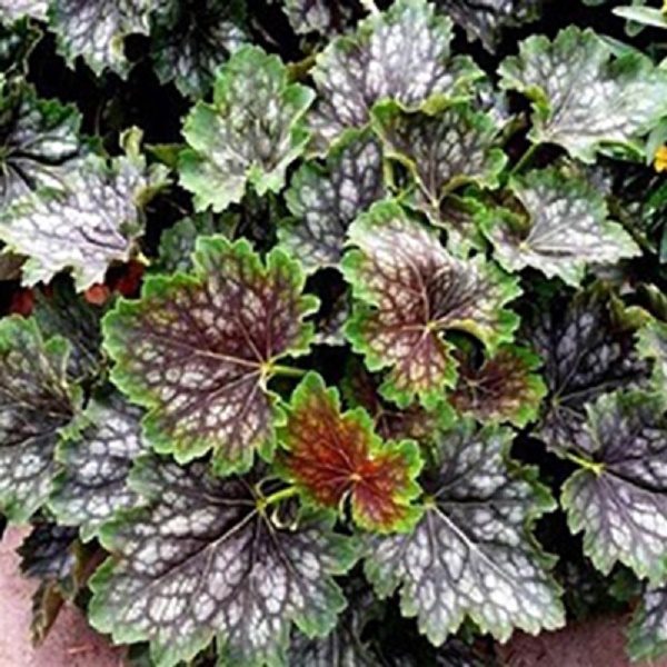 Heuchera Americana Marvelous Marble™ Perennial Garden Plug Plants Pack x6