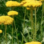 Achillea 'Summer Gold' Perennial Supersize XXL Plug Plants Pack x3