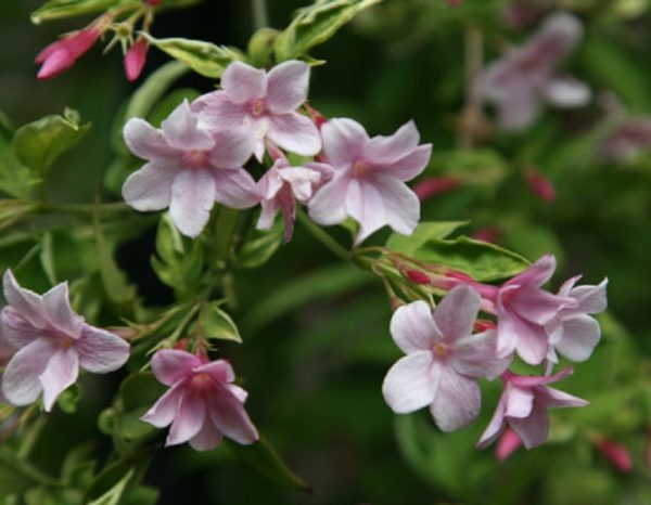 Jasmine Hardy Pink Jasminum x 'Stephanense' Perennial Climbing Plug Plants Pack x6