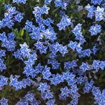 Lithodora Diffusa Blue Star Perennial Garden Alpine Plug Plants Pack x6
