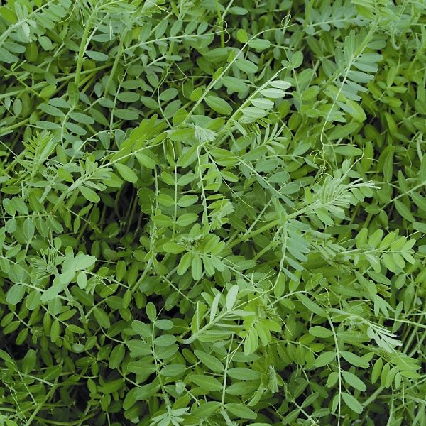 Pack Green Manures Seed 'TARES' King's Seeds