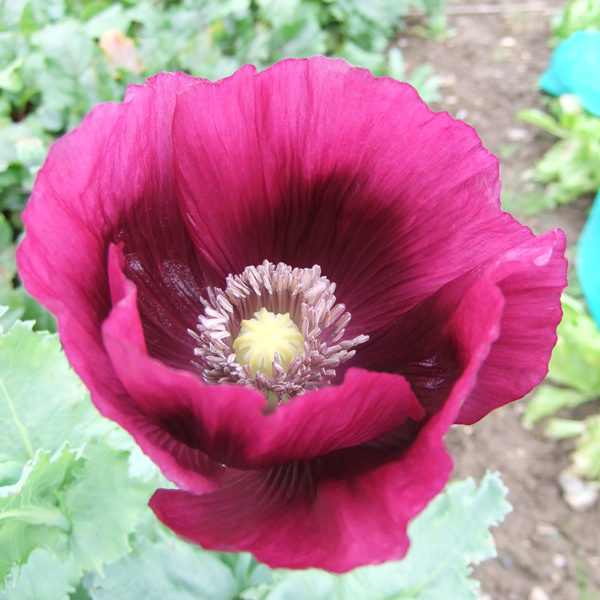 Papaver Somniferum Laurens Grape Kings Pack Flower Seeds