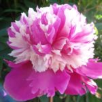 Paeonia Lactiflora 'Celebrity' (Peony) Bareroot Plant Perennial Pack x1