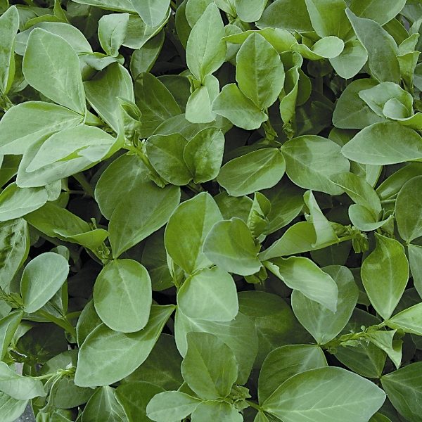 Green Manures Seed 'FIELD BEANS' Pack King's Seeds