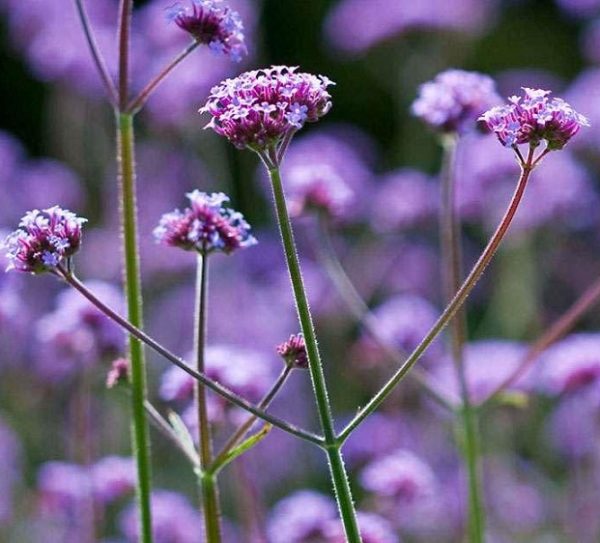 Verbena Bonariensis Violetta Perennial Hardy Supersize XXL Plug Plants Pack x3