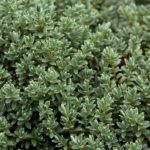 Hebe 'Mixed Varieties' Garden Plug Plants Value Pack x12 !