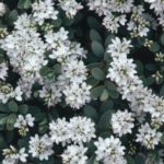 Hebe 'Mixed Varieties' Garden Plug Plants Value Pack x12 !