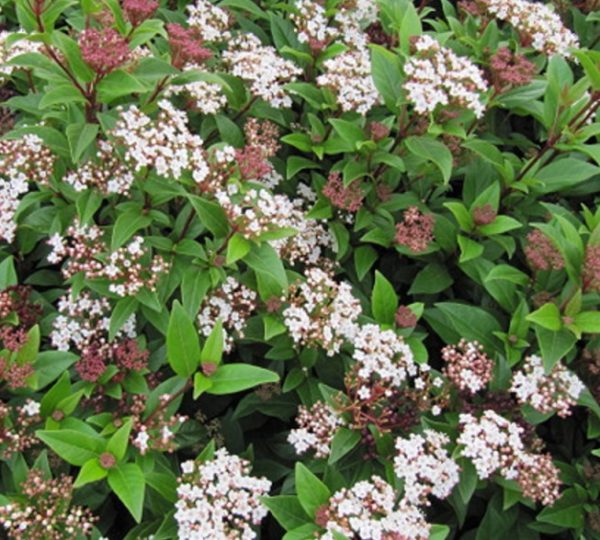 Viburnum Tinus Perennial Garden Evergreen Shrub Plug Plants Pack x6