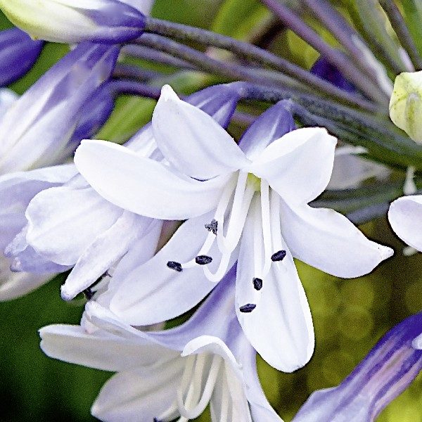 Agapanthus 'Twister' Perennial Summer Flowering XXL Supersize Plug Plants Pack x3