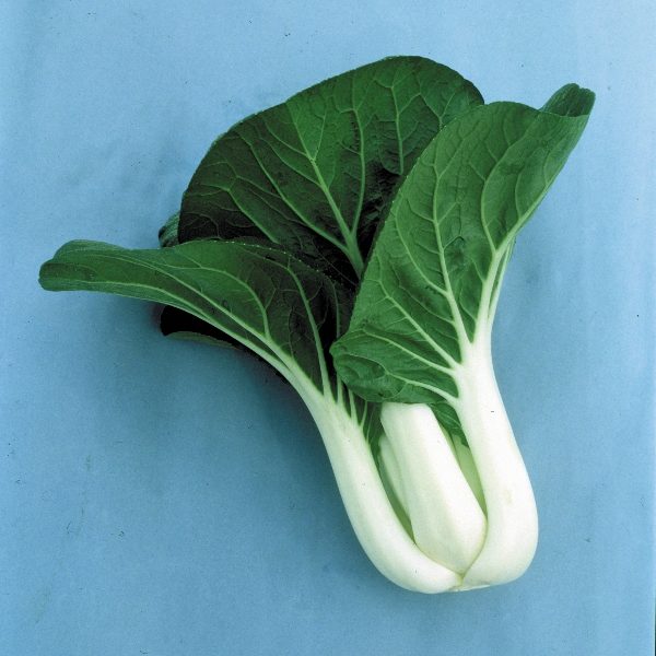 Pak Choi 'Joi Choi F1' Pack King's Oriental Vegetable Seeds