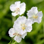 Hardy Geranium Phaeum 'Album' Perennial XXL Supersize Plug Plants Pack x3
