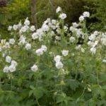 Hardy Geranium Phaeum 'Album' Perennial XXL Supersize Plug Plants Pack x3