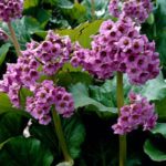 Bergenia Cordifolia 'Elephants Ears' XXL Supersize Plug Plants Pack x3