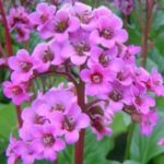 Bergenia Cordifolia 'Elephants Ears' XXL Supersize Plug Plants Pack x3
