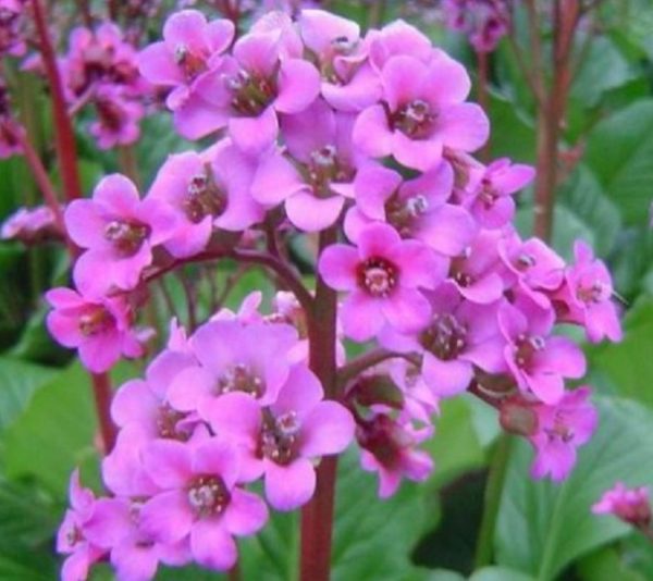 Bergenia Cordifolia 'Elephants Ears' XXL Supersize Plug Plants Pack x3