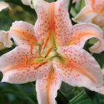Lillium Lily Oriental 'Salmon Star' WPC Prins Value Pack x5 Bulbs