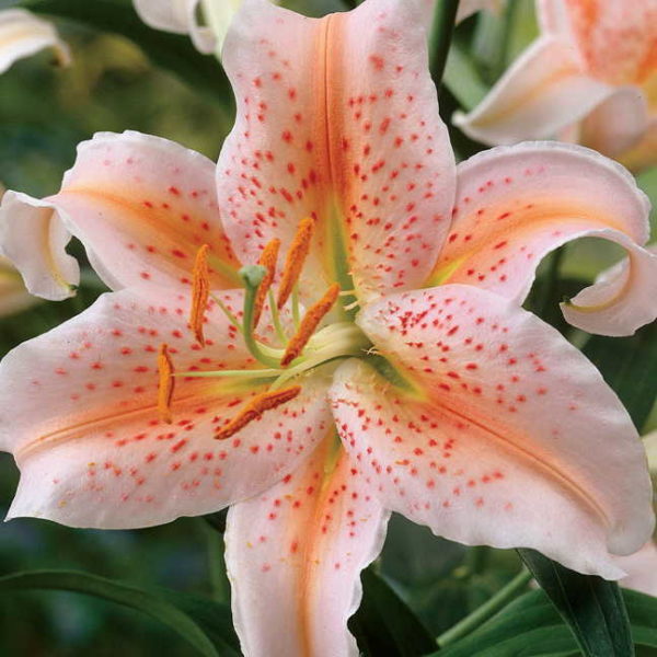 Lillium Lily Oriental 'Salmon Star' WPC Prins Value Pack x5 Bulbs