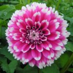 Dahlia Bulb/Tuber Decorative 'Fuzzy Wuzzy' WPCPrins Summer Bulbs