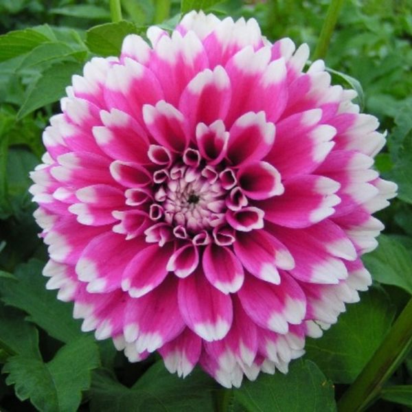Dahlia Bulb/Tuber Decorative 'Fuzzy Wuzzy' WPCPrins Summer Bulbs