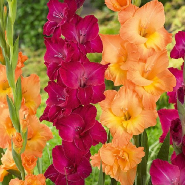 Large Gladioli 'National Velvet Mixed' WPC Prins Value Pack x25 Bulbs