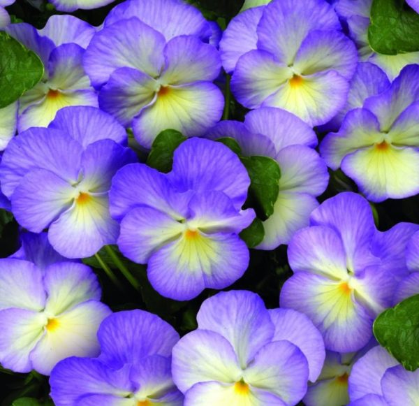 Viola 'Suzie' Perennial Alpine Plug Plants Pack x6