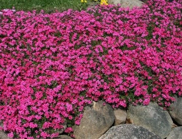 Creeping Phlox Subulata 'Scarlet Flame' Perennial Garden XXL Plug Plants Pack x3