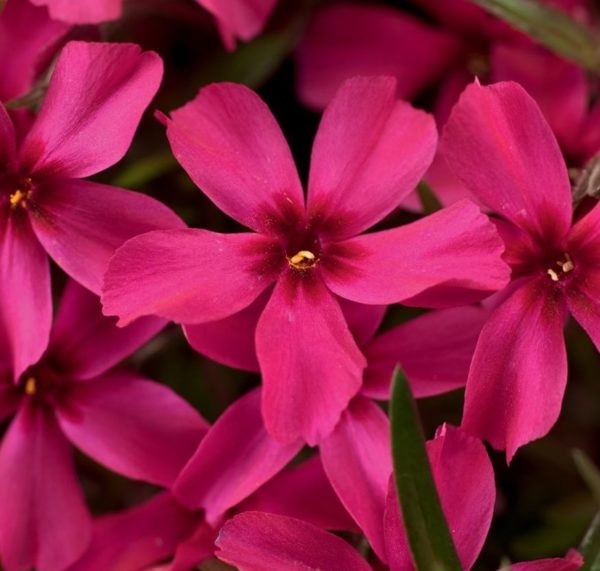 Creeping Phlox Subulata 'Scarlet Flame' Perennial Garden XXL Plug Plants Pack x3