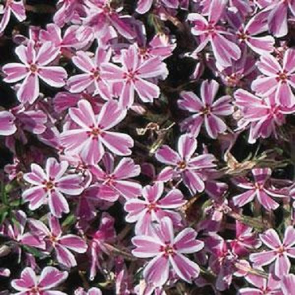Creeping Phlox Subulata 'Candy Stripe' Perennial Garden XXL Plug Plants Pack x3