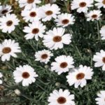 Leucanthemum 'African Eyes' Perennial Alpine XXL Supersize Plug Plants Pack x3